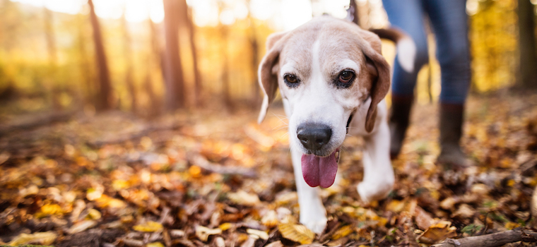 How to Hike Safely with Senior Dogs | Animal Clinic of Woodruff ...